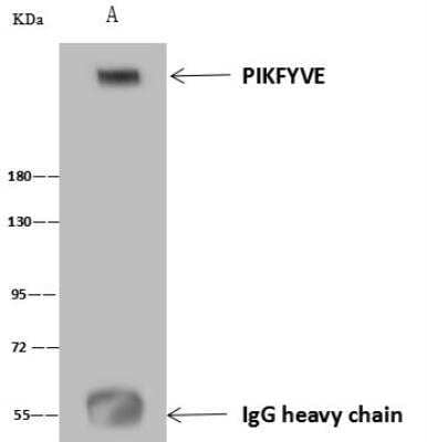 Immunoprecipitation: PIKFyve/PIP5K3 Antibody [NBP3-12608] - Lane A:0.5 mg Jurkat Whole Cell Lysate4 uL anti-PIKFYVE rabbit polyclonal antibody and 60 ug of Immunomagnetic beads Protein A/G.Primary antibody:Anti-PIKFYVE rabbit polyclonal antibody,at 1:100 dilution Secondary antibody:Goat Anti-Rabbit IgG (H+L)/HRP at 1/10000 dilutionDeveloped using the ECL technique.Performed under reducing conditions.Predicted band size: 237 kDaObserved band size :237 kDa