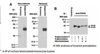 Western Blot: PILR-alpha Antibody (36H2) [DDX0230P-100] - FDFO3 is a cell-surface monomeric glycoprotein