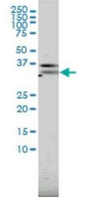 Western Blot: PILR-alpha Antibody (3C2) [H00029992-M01] - PILRA monoclonal antibody (M01), clone 3C2 Analysis of PILRA expression in Hela S3 NE.
