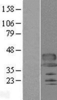 Western Blot: PILR alpha associated neural protein Overexpression Lysate (Native) [NBP2-05244] - PILR alpha associated neural protein Overexpression Lysate (Native) Left-Empty vector transfected control cell lysate (HEK293 cell lysate); Right -Over-expression Lysate for C12orf53.