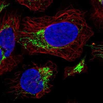 Immunocytochemistry/ Immunofluorescence PILR-beta Antibody - BSA Free