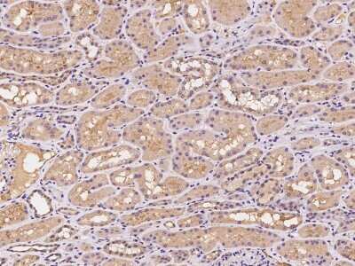 Immunohistochemistry-Paraffin: PILR-beta Antibody [NBP2-98648] - Immunochemical staining of human PILR-beta in human kidney with rabbit polyclonal antibody at 1:100 dilution, formalin-fixed paraffin embedded sections.