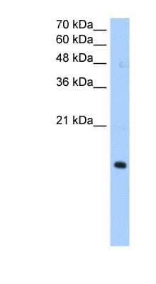 Western Blot: PILRA Antibody [NBP1-60095] - HepG2 cell lysate, concentration 0.2-1 ug/ml.