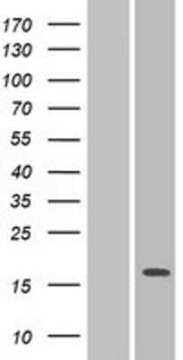 Western Blot: PILRA Overexpression Lysate (Adult Normal) [NBP2-04980] Left-Empty vector transfected control cell lysate (HEK293 cell lysate); Right -Over-expression Lysate for PILRA.