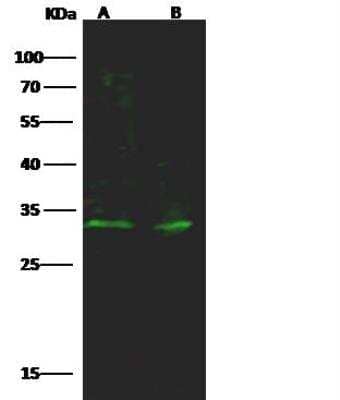 Western Blot: PIM1 Antibody [NBP3-12778] - Lane A: Jurkat Whole Cell LysateLane B: U937 Whole Cell LysateLysates/proteins at 30 ug per lane.SecondaryGoat Anti-Rabbit IgG H&L (Dylight800) at 1/10000 dilution.Developed using the Odyssey technique. Performed under reducing conditions.Predicted band size:45 kDaObserved band size:32 kDa