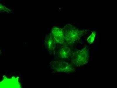 Immunocytochemistry/Immunofluorescence: PIM2 Antibody (OTI5D5) - Azide and BSA Free [NBP2-73412] - Staining of COS7 cells transiently transfected by pCMV6-ENTRY PIM2.