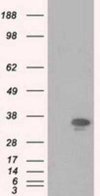 Western Blot PIM2 Antibody (OTI5D5) - Azide and BSA Free