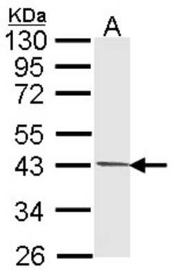 Western Blot: PIM2 Antibody [NBP1-33731] - Sample (30 ug of whole cell lysate) A: 293T 10% SDS PAGE; antibody diluted at 1:1000.