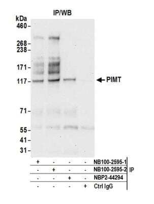 Immunoprecipitation PIMT Antibody