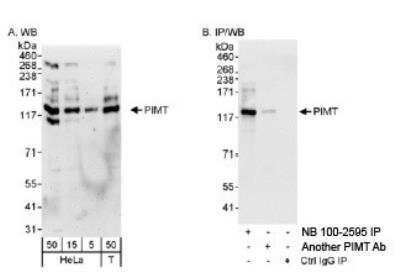 Western Blot PIMT Antibody