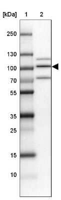 Western Blot: PIMT Antibody [NBP1-92271] - Lane 1: Marker  [kDa] 250, 130, 100, 70, 55, 35, 25, 15, 10.  Lane 2: NTERA-2 Medium