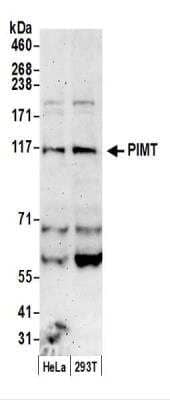 <b>Biological Strategies Validation. </b>Western Blot: PIMT Antibody [NBP2-44294] - Samples: Whole cell lysate (50 ug) from HeLa and 293T cells prepared using NETN lysis buffer.