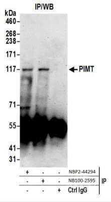 Western Blot: PIMT Antibody [NBP2-44294] - Western Blot of Immunoprecipitates. Samples: Whole cell lysate (0.5 or 1.0 mg per IP reaction; 20% of IP loaded) from HeLa cells prepared using NETN lysis buffer. NBP2-44294 was used for IP at 6 ug per reaction. PIMT was also immunoprecipitated by NB100-2595.