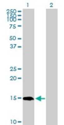 Western Blot: PIN4 Antibody [H00005303-D01P] - Analysis of PIN4 expression in transfected 293T cell line by PIN4 polyclonal antibody.Lane 1: PIN4 transfected lysate(16.60 KDa).Lane 2: Non-transfected lysate.