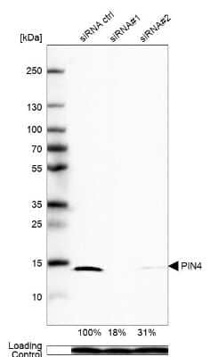 <b>Genetic Strategies Validation. </b>Western Blot: PIN4 Antibody [NBP2-55773] - Analysis in HEK293 cells transfected with control siRNA, target specific siRNA probe #1 and #2, using Anti-PIN4 antibody. Remaining relative intensity is presented. Loading control: Anti-PPIB.