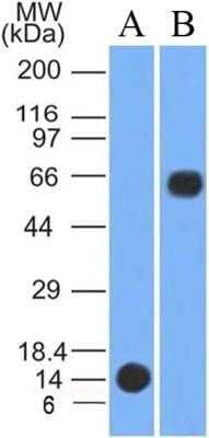 Western Blot: PINK1 Antibody (8E10.1D6) - Azide and BSA Free [NBP2-80910] - Analysis of (A) Partial Recombinant Human PINK-1 protein with estimated molecular weight at 13kDa and (B) Human Liver lysate using PINK1 antibody clone 8E10.1D6 at 3ug/ml concentration, molecular weight ~64 kDa. Image from the standard format of this antibody.