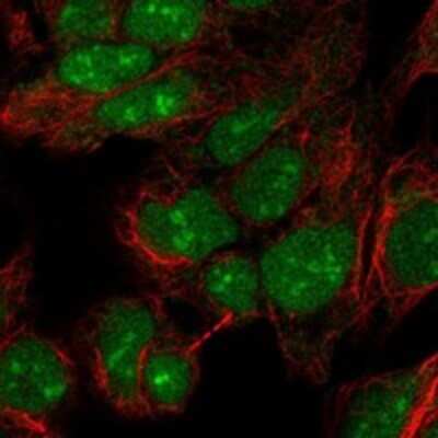 Immunocytochemistry/Immunofluorescence: PINX1 Antibody [NBP3-17911] - Staining of human cell line HAP1 shows localization to nucleoplasm, nucleoli & mitochondria.