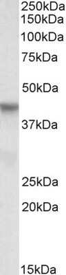 Western Blot: PINX1 Antibody [NBP1-46134] - (0.3ug/ml) Analysis of HepG2 lysate (35ug protein in RIPA buffer). Primary incubation was 1 hour. Detected by chemiluminescence.