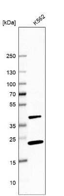 Western Blot: PINX1 Antibody [NBP1-83643] - Analysis in human cell line K562.