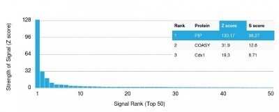 Protein Array: PIP Antibody (PIP/1571) - Azide and BSA Free [NBP2-54451] - Analysis of Protein Array containing more than 19,000 full-length human proteins using PIP Antibody (PIP/1571). Z- and S- Score: The Z-score represents the strength of a signal that a monoclonal antibody (MAb) (in combination with a fluorescently-tagged anti-IgG secondary antibody) produces when binding to a particular protein on the HuProt(TM) array. Z-scores are described in units of standard deviations (SDs) above the mean value of all signals generated on that array. If targets on HuProt(TM) are arranged in descending order of the Z-score, the S-score is the difference (also in units of SDs) between the Z-score. S-score therefore represents the relative target specificity of a MAb to its intended target. A MAb is considered to specific to its intended target, if the MAb has an S-score of at least 2.5.