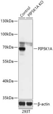 Knockout Validated: PIP5K1 alpha Antibody [NBP3-03593] - Analysis of extracts from normal (control) and PIP5K1A knockout (KO) 293T cells, using PIP5K1 alpha antibody at 1:1000 dilution. Secondary antibody: HRP Goat Anti-Rabbit IgG (H+L) at 1:10000 dilution. Lysates/proteins: 25ug per lane. Blocking buffer: 3% nonfat dry milk in TBST.