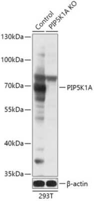 Knockout Validated: PIP5K1 alpha Antibody [NBP3-03594] - Analysis of extracts from normal (control) and PIP5K1A knockout (KO) 293T cells, using PIP5K1 alpha antibody at 1:1000 dilution. Secondary antibody: HRP Goat Anti-Rabbit IgG (H+L) at 1:10000 dilution. Lysates/proteins: 25ug per lane. Blocking buffer: 3% nonfat dry milk in TBST.