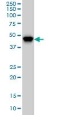 Western Blot PIP5K2 alpha Antibody (3A3) - Azide and BSA Free