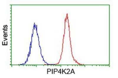 Flow Cytometry: PIP5K2 alpha Antibody (OTI3D3) - Azide and BSA Free [NBP2-73417] - Analysis of Hela cells, using anti-PIP5K2 alpha antibody, (Red), compared to a nonspecific negative control antibody (Blue).