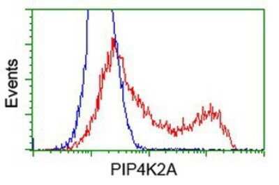 Flow Cytometry: PIP5K2 alpha Antibody (OTI3D3) - Azide and BSA Free [NBP2-73417] - HEK293T cells transfected with either overexpression plasmid (Red) or empty vector control plasmid (Blue) were immunostaining by anti-PIP5K2 alpha antibody, and then analyzed by flow cytometry.