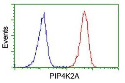 Flow Cytometry: PIP5K2 alpha Antibody (OTI3D3) - Azide and BSA Free [NBP2-73417] - Analysis of Jurkat cells, using anti-PIP5K2 alpha antibody, (Red), compared to a nonspecific negative control antibody (Blue).