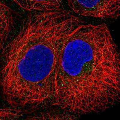 Immunocytochemistry/Immunofluorescence: PIP5KL1 Antibody [NBP2-33779] - Immunofluorescent staining of human cell line HEK 293 shows localization to cytosol.