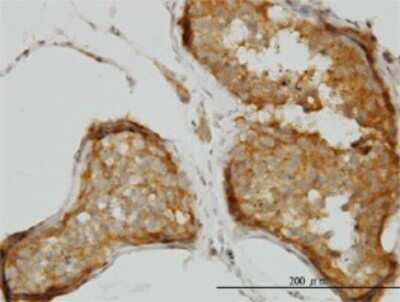 Immunohistochemistry-Paraffin: PIPPIN Antibody (2H8) [H00027254-M01] - Analysis of monoclonal antibody to CSDC2 on formalin-fixed paraffin-embedded human testis. Antibody concentration 1.5 ug/ml.