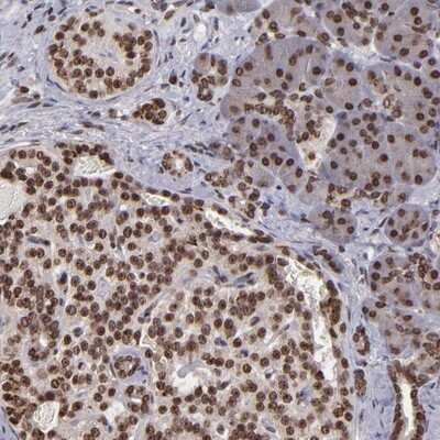 Immunohistochemistry-Paraffin PIPPIN Antibody - BSA Free