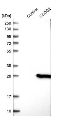 Western Blot PIPPIN Antibody - BSA Free