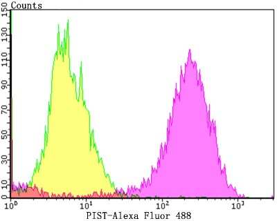 Flow Cytometry: PIST Antibody (JG79-35) [NBP2-75618] - Analysis of MCF-7 cells with PIST antibody at 1/100 dilution (purple) compared with an unlabelled control (cells without incubation with primary antibody; yellow).  Alexa Fluor 488-conjugated goat anti-rabbit IgG was used as the secondary antibody.