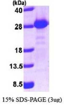 SDS-Page: PIST Protein [NBP1-40404] - GOPC, 21.5 kDa (198aa), confirmed by MALDI-TOF with a purity of 90% by SDS - PAGE