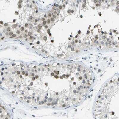 Immunohistochemistry-Paraffin: PITHD1 Antibody [NBP1-90717] - Staining of human testis shows moderate nuclear positivity in cells in seminiferous ducts.