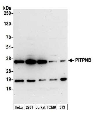 Western Blot: PITPNB Antibody [NBP2-59121] - Detection of human and mouse PITPNB by western blot. Samples: Whole cell lysate (50 ug) from HeLa, 293T, Jurkat, mouse TCMK-1, and mouse NIH3T3 cells prepared using NETN lysis buffer. Antibody: Affinity purified rabbit anti-PITPNB antibody NBP2-59121 used for WB at 1:1000. Detection: Chemiluminescence with an exposure time of 30 seconds.