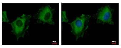 Immunocytochemistry/Immunofluorescence: PITPNM3 Antibody [NBP1-31070] - Sample: HeLa cells were fixed in -20C 100% MeOH for 5 min. Green: PITPNM3 protein stained by NIR1 antibody, C-term diluted at 1:500. Blue: Hoechst 33343 staining.