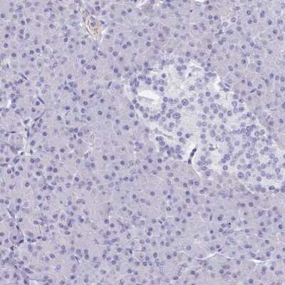 Immunohistochemistry-Paraffin: PITPNM3 Antibody [NBP2-34121] - Staining of human pancreas shows low expression as expected.
