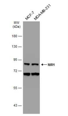 Western Blot: PITPNM3 Antibody [NBP1-31070] - Various whole cell extracts (30 ug) were separated by 7.5% SDS-PAGE, and the membrane was blotted with NIR1 antibody [C3], C-term diluted at 1:500. The HRP-conjugated anti-rabbit IgG antibody (NBP2-19301) was used to detect the primary antibody.
