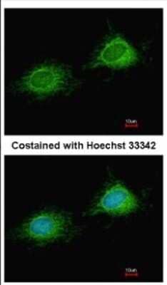 Immunocytochemistry/Immunofluorescence: PITRM1 Antibody [NBP2-19843] - Immunofluorescence analysis of methanol-fixed HeLa, using antibody at 1:200 dilution.