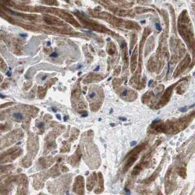 Immunohistochemistry-Paraffin: PITRM1 Antibody [NBP1-81728] - Staining of human heart muscle.