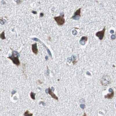 Immunohistochemistry-Paraffin: PITRM1 Antibody [NBP1-81728] - Staining of human cerebral cortex.