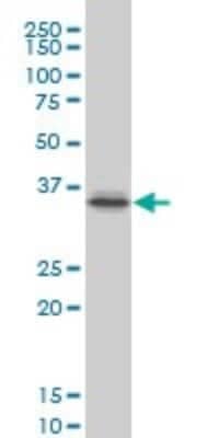 Western Blot: PITX1 Antibody (6D4) [H00005307-M02] - PITX1 monoclonal antibody (M02), clone 6D4 Analysis of PITX1 expression in A-431.