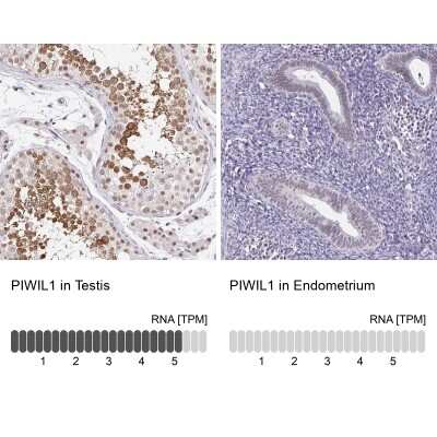 Immunohistochemistry-Paraffin: PIWIL1/HIWI Antibody [NBP2-33882] - Staining in human testis and endometrium tissues using anti-PIWIL1 antibody. Corresponding PIWIL1 RNA-seq data are presented for the same tissues.