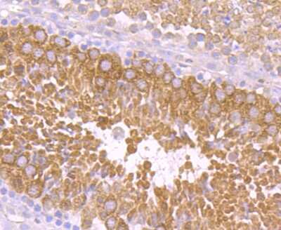 Immunohistochemistry-Paraffin: PIWIL1/HIWI Antibody (JU35-12) [NBP2-75619] - Analysis of paraffin-embedded mouse testis tissue using anti-PIWIL1 antibody. Counter stained with hematoxylin.