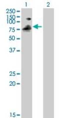 Western Blot: PIWIL1/HIWI Antibody [H00009271-B01P] - analysis of PIWIL1 expression in transfected 293T cell line by PIWIL1 purified MaxPab polyclonal antibody (B01P). Lane 1: PIWIL1 transfected lysate (94.82 KDa). Lane 2: Non-transfected lysate.