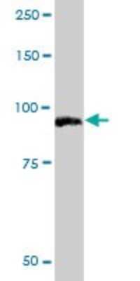 Western Blot: PIWIL1/HIWI Antibody [H00009271-B01P] - Analysis of PIWIL1 expression in HepG2 .