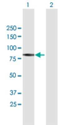 Western Blot: PIWIL1/HIWI Antibody [H00009271-B01P] - Analysis of PIWIL1 expression in transfected 293T cell line by PIWIL1 polyclonal antibody.  Lane 1: PIWIL1 transfected lysate(94.71 KDa). Lane 2: Non-transfected lysate.